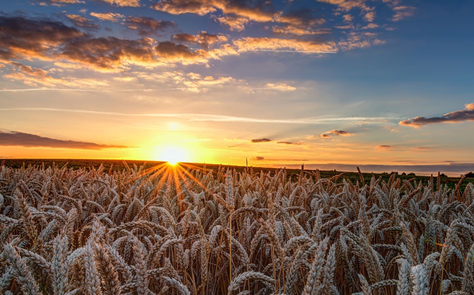 ACCIONES DE AGCO ANTE EL CORONAVIRUS